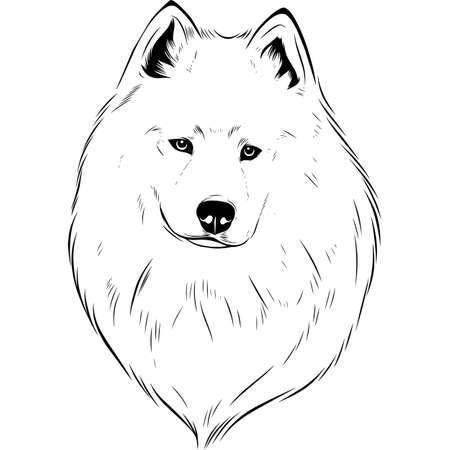 Samoyed - Black and White Potrait of Dog - breed face head isolated on whiteのイラスト素材