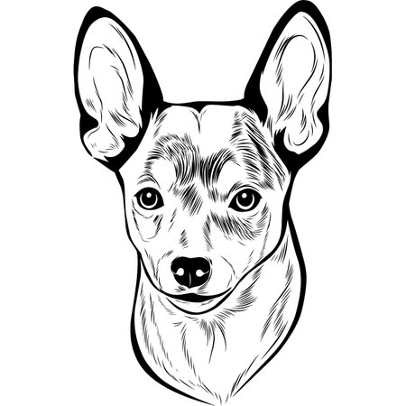 Toy Fox Terrier - Black and White Potrait of Dog - breed face head isolated on whiteのイラスト素材