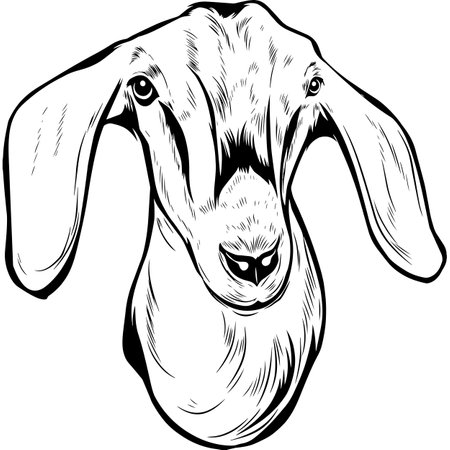 nubian goat - Black and White Potrait of Goat - breed face head isolated on whiteのイラスト素材