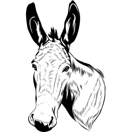 Donkey - Black and White Potrait  -  face head isolated on whiteのイラスト素材