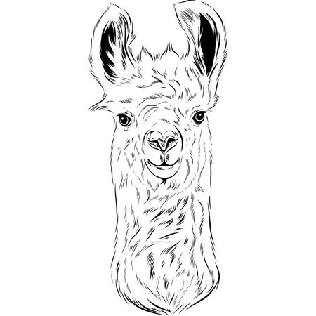 llama - Black and White Potrait  -  face head isolated on whiteのイラスト素材