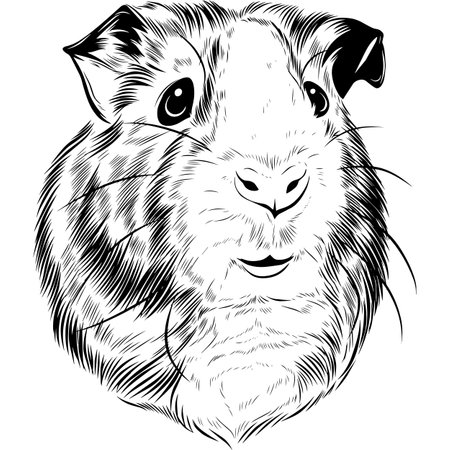 Guinea Pig - Black and White Potrait  -  face head isolated on whiteのイラスト素材
