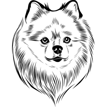 Pomeranian Dog Head Potrait Vector on a White Backgroundのイラスト素材