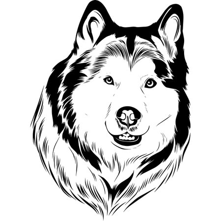 Alaskan Malamute - Black and White Potrait of Dog - breed face head isolated on whiteのイラスト素材
