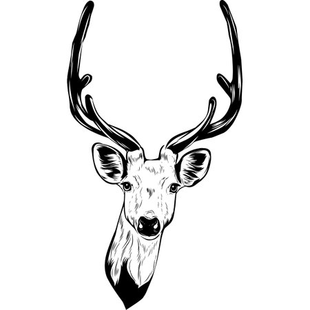 Deer - Black and White Potrait  -  face head isolated on whiteのイラスト素材