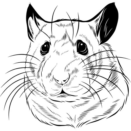 Hamster - Black and White Potrait  -  face head isolated on whiteのイラスト素材
