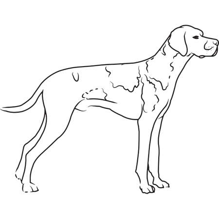 German Shorthaired Pointer Dog Hand Sketched Vector Drawingのイラスト素材