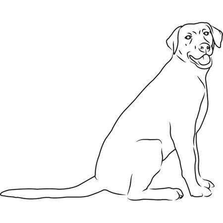 Labrador Dog Hand Sketched Vector Drawingのイラスト素材