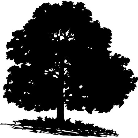 White Oak Vectorのイラスト素材