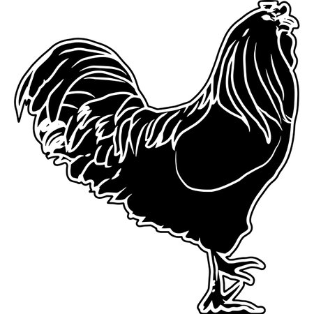 Easter Egger Rooster Sketch Vectorのイラスト素材