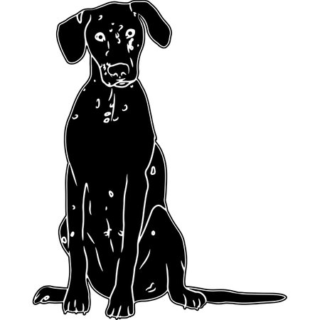 Dalmatian Sketchのイラスト素材