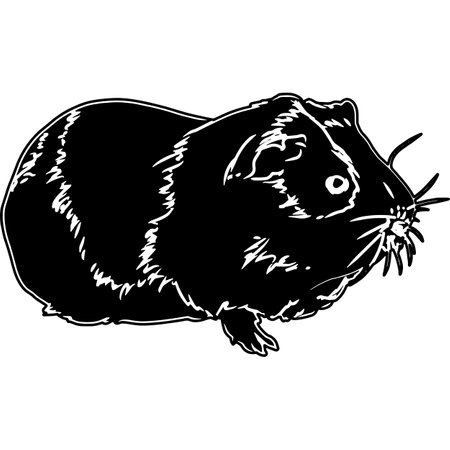 Guinea Pig Sketch Vectorのイラスト素材