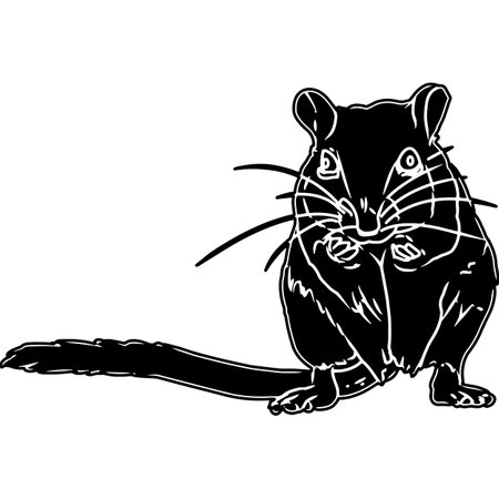 Gerbil Sketch Vectorのイラスト素材