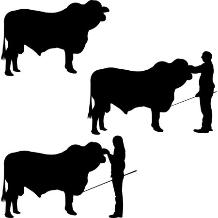 Braford Cow Show Vector, Livestock Judging Vector, Farm Girl Boy Vector, 4-H, FFA Show - Vector Artのイラスト素材