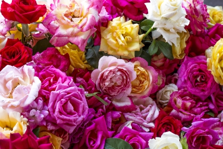 natural roses backgroundの写真素材
