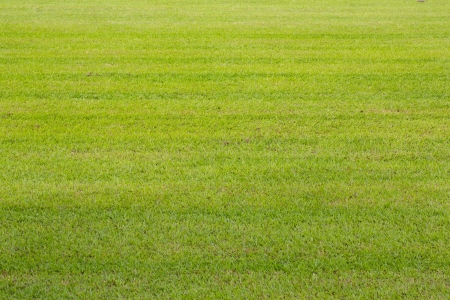 green grass backgroundの写真素材