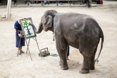 Artistic Elephant drawing a picture on elephants show, Chiangmai, Thailandのeditorial素材