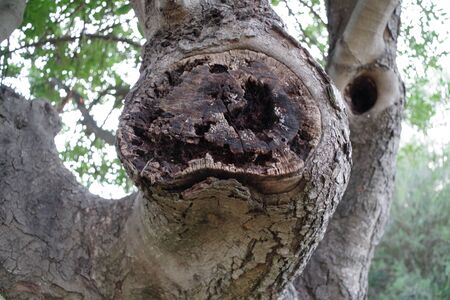 Trunk tree cut