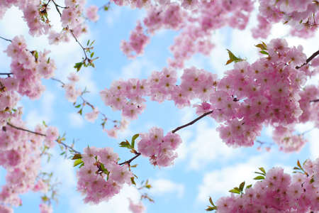 a blooming cherry tree, worm's-eye view