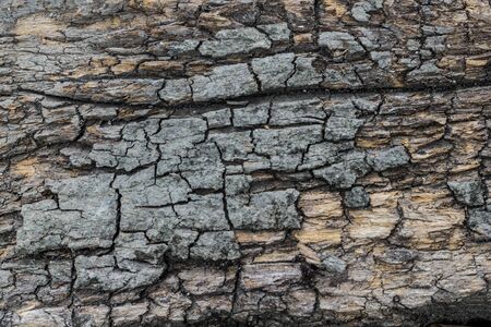Old wood texture for background design element.の写真素材