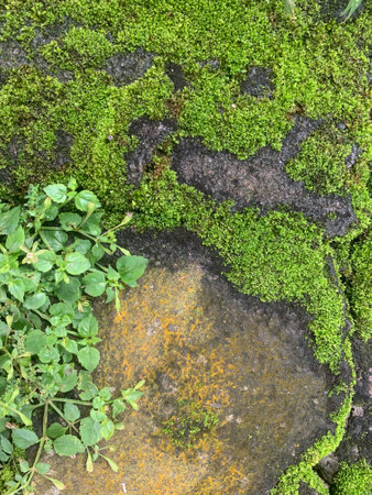 Green moss on stone wall in nature garden. Natural background texture.の写真素材