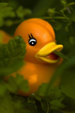 Toy duckの写真素材