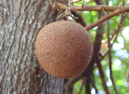 cannonballの写真素材