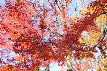 japanese red maple tree
