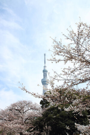 Japanese cherry blossom - Sakuraのeditorial素材
