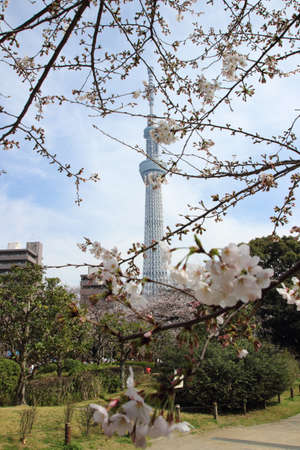 Japanese cherry blossom - Sakuraのeditorial素材