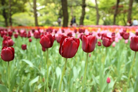 colorful tulips, beautiful colorful tulipsの写真素材