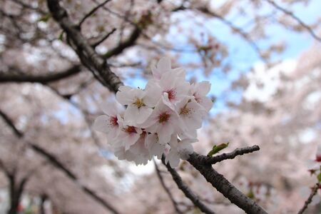 Japanese cherry blossom - Sakura in japanの写真素材