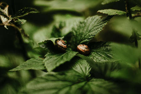 Two snails on the leaves of a black currant bush.の写真素材