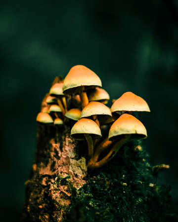 Group of mushrooms growing on a dead tree in the forest. Selective focus.