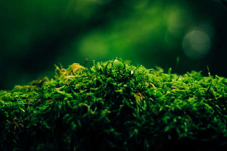 Green moss in the forest. Selective focus. Shallow depth of field.の写真素材