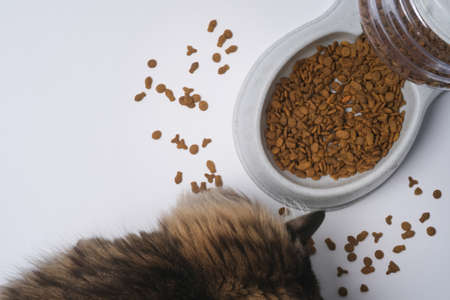 Top view cat dry food bits, bowl full with dry pet food and Maine coon cat enjoy eating on white background.の写真素材