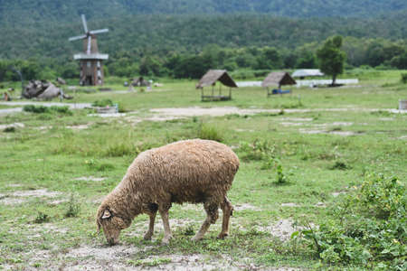 Sheep looking for food in the meadow with turbine house and mountain on the background.の写真素材