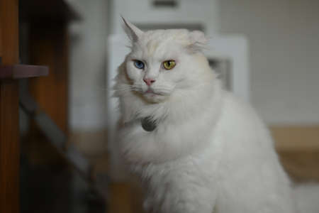 Photo of a white Persian cat with two different-colored eyes sitting in the comfortable living room.