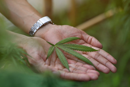 Soft focus on Cannabis leaf in his hands with warm light.