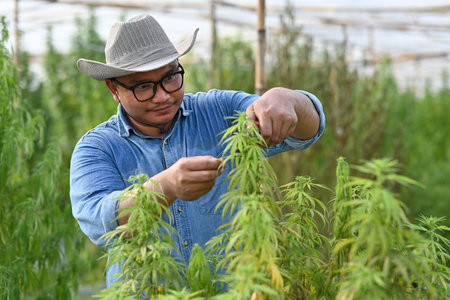 Researchers or Farmers cutting cannabis plant for collecting samples, Cannabis cultivation experiments and the legal cultivation of cannabis plants.の写真素材