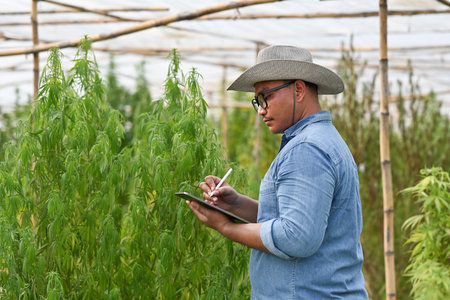 Researchers male record the cultivation of cannabis plants in the digital tablet, Cannabis cultivation experiments and the legal cultivation of cannabis plants.の写真素材