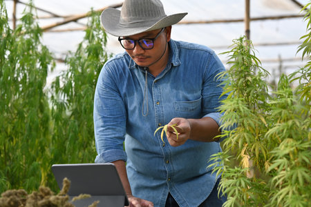 Researchers or Farmers collecting samples from cannabis plants, for use in research on the...
