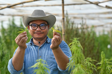 Researchers or Farmers holding cannabis leave at hemp field.の写真素材