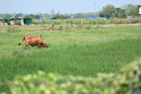 A brown cow grazing in a lush green field. In the background, there are small farm structures and trees under a clear sky. The scene is peaceful and pastoral.の写真素材