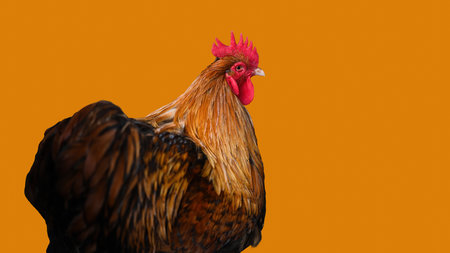 A rooster with vibrant reddish-brown feathers and a prominent red comb, set against an orange...