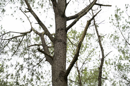 A close-up view of a tree trunk with rough bark and bare branches, showcasing the intricate details...