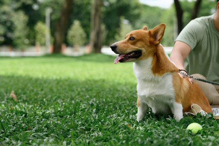 Close-up of a Cheerful corgi with tongue out, enjoying time outdoors with owner.