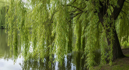 Willow tree with green leaves and reflection in the water in summerの写真素材