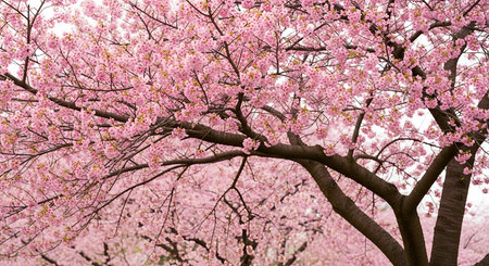 cherry blossom sakura in spring time,sakura background