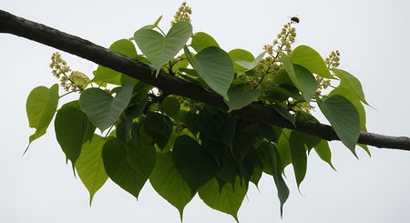 Branch with green leaves and flowers on white background, Thailand.